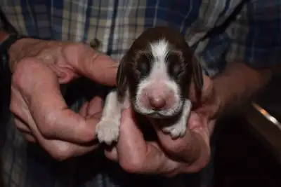 THE PERFECT FAMILY DOG!, View more