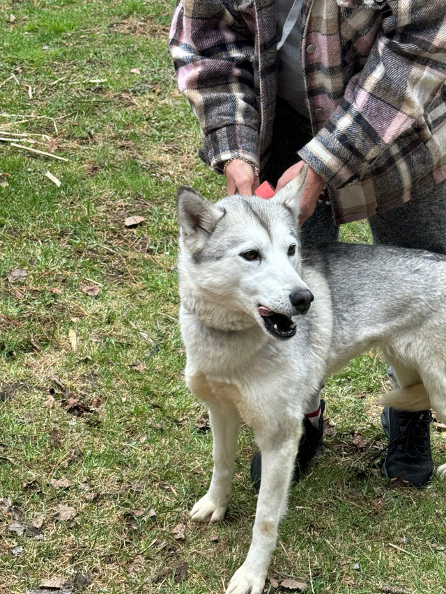Nuka (Siberian Husky) in Registered Shelter / Rescue in Trenton - Image 3