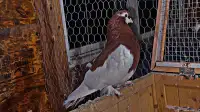 Russian volga  pigeon