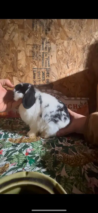 Broken black Female 14 weeks old Message for more info Instagram Tinypawrabbitry