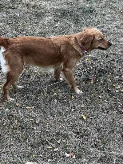 Free king size mattress dog peed on it. Could steam clean and use or great dog bed lol Bought a new...