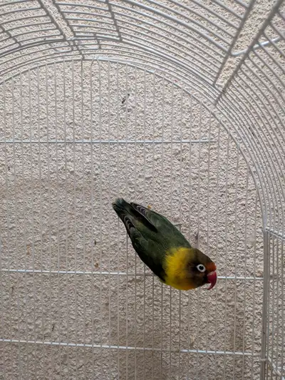 Fischer's lovebird for Sale, View more
