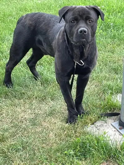 dog for sale, View more