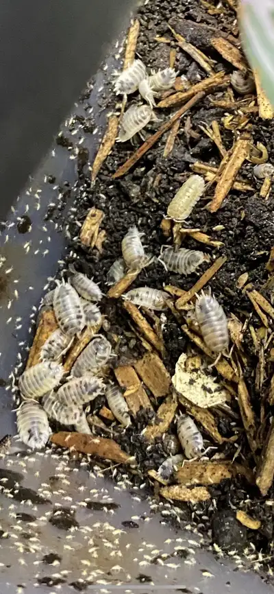 isopods!, View more