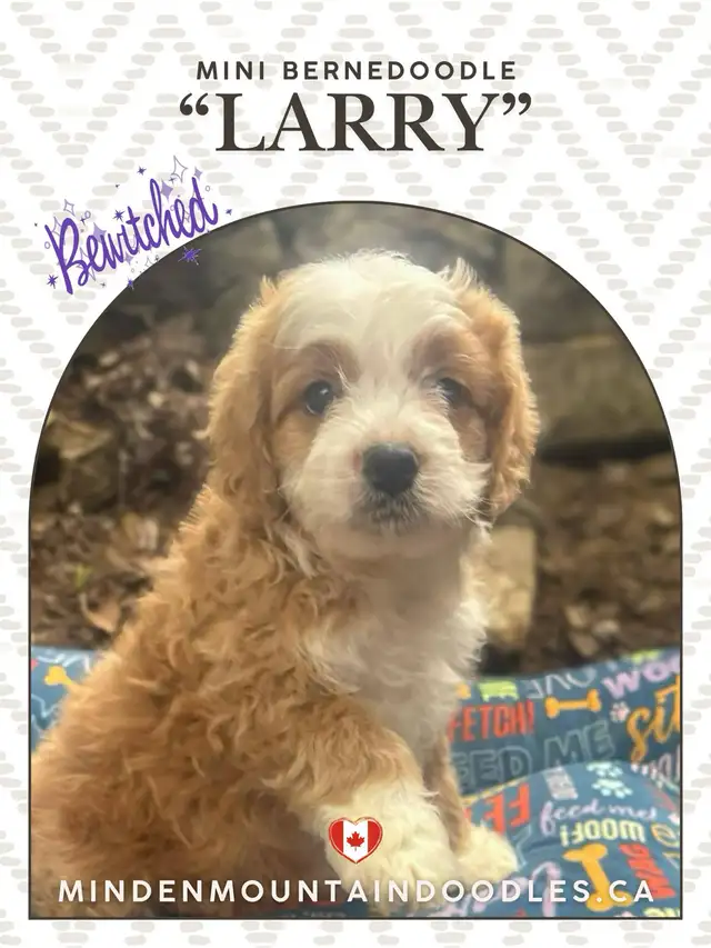 In training Mini Bernedoodles in Dogs & Puppies for Rehoming in Mississauga / Peel Region - Image 10