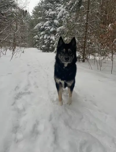 Husky German Shepherd, View more