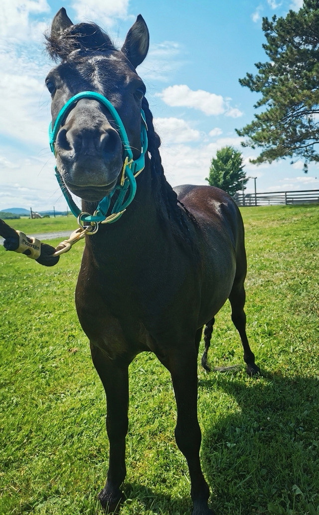 Saillie étalon miniature  dans Chevaux et poneys à adopter  à St-Georges-de-Beauce - Image 2