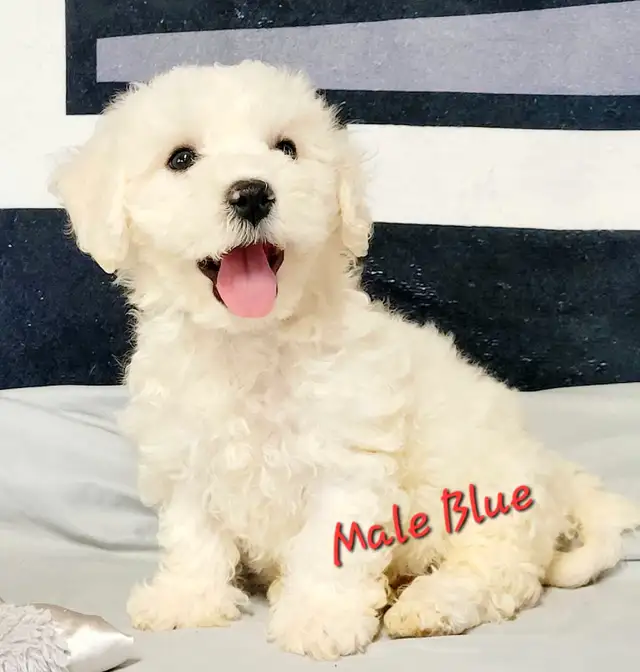 Beautiful Bichon Frise puppies in Dogs & Puppies for Rehoming in Winnipeg - Image 9