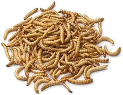 Live Mealworms, View more