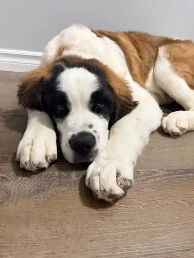 Saint Bernard Puppy, View more