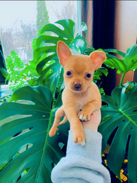 Chihuahua pur mâle 