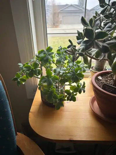 plants for sale., View more