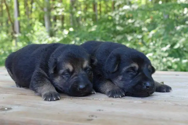 German Shepherd Puppies in Dogs & Puppies for Rehoming in Oakville / Halton Region - Image 7
