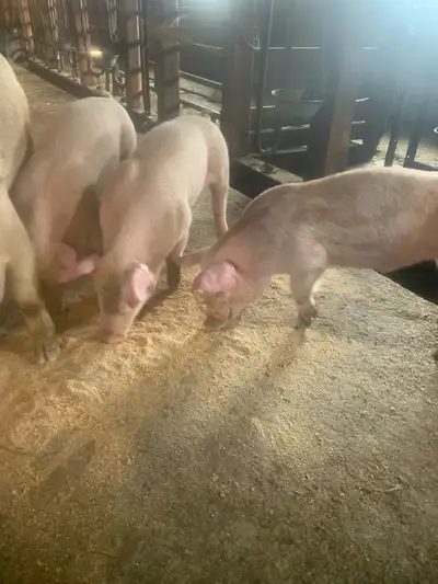 piglets for sale, View more