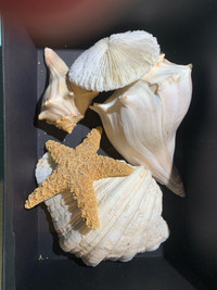 Box of Large Seashells, Coral, and Starfish 