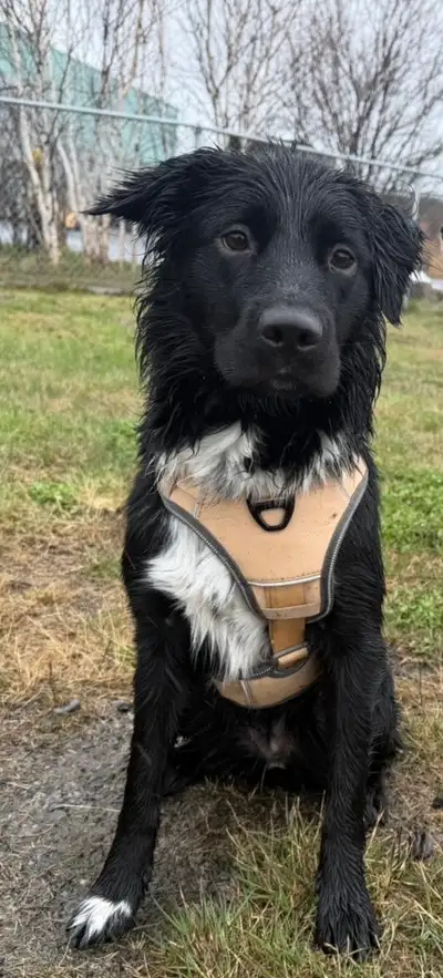 Border collie for rehoming, View more