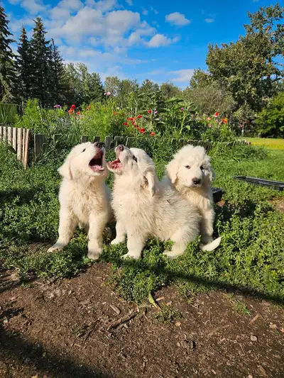 Mountain GREAT PYRENEES puppies for sale., View more