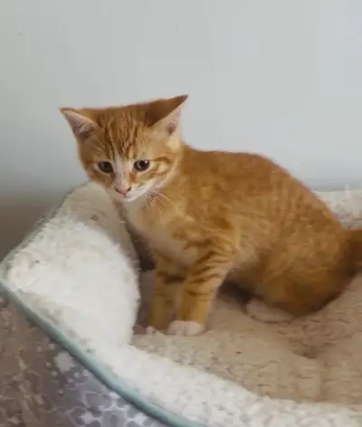 Ginger kitten, View more