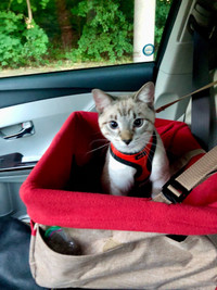 Pet car seat 