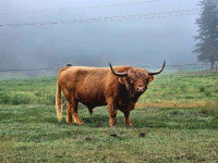 Highland Bull 
