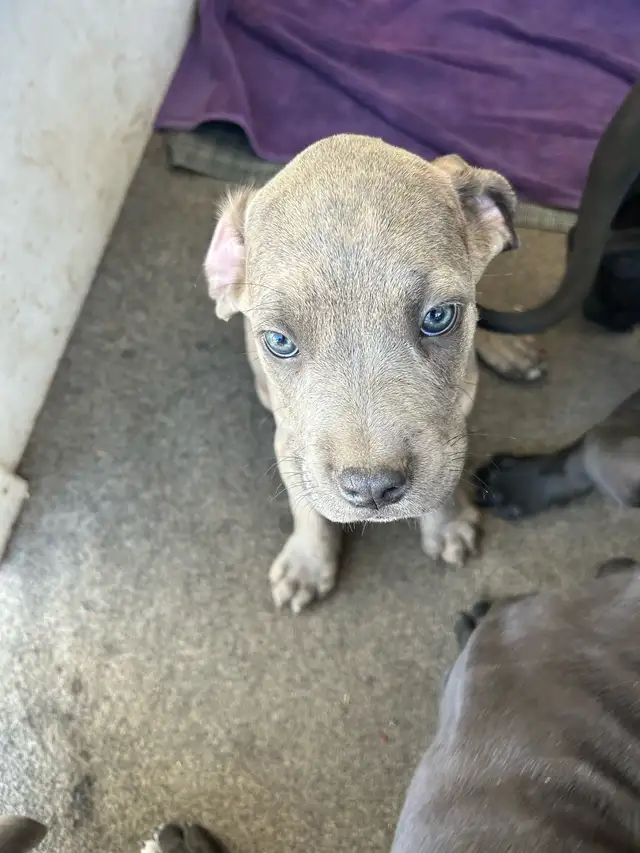 Cane corso/Great Dane puppies ready in 2 weeks with first shots. in Dogs & Puppies for Rehoming in Penticton - Image 3