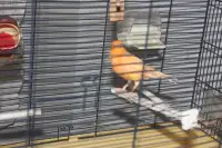serin orange avec cage