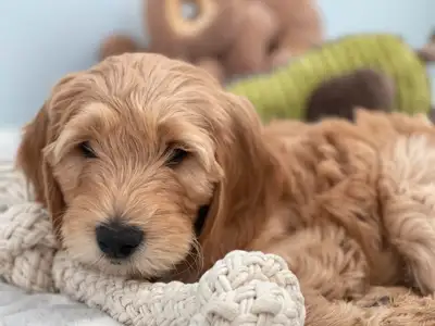 À VENDRE Adorables chiots Goldendoodle multigénérationnels prêts à rejoindre leur nouvelle famille!...