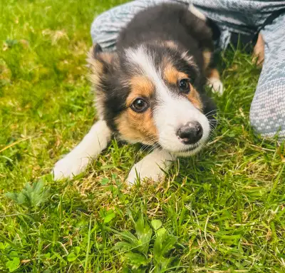 Our last Female Border collie puppy! She’s out of our working line border collies, however she seems...