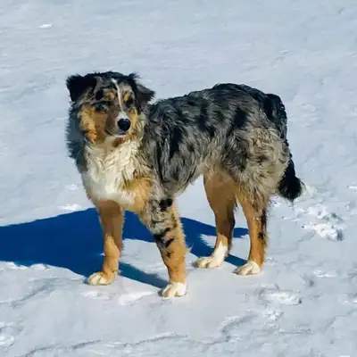 Border collie pure race, View more
