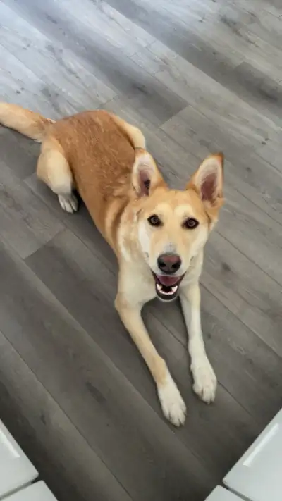 Dog Rehome, View more