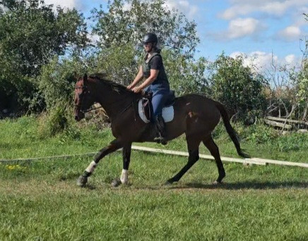16.2h bay gelding wtc jumps hacks quiet in Horses & Ponies for Rehoming in Belleville