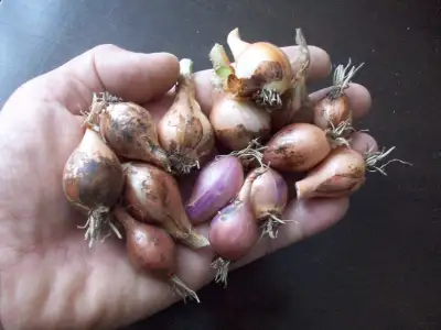 PERENNIAL WALKING ONIONS BULBS, View more