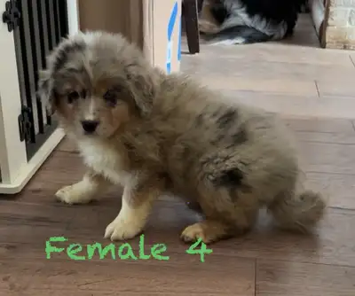 Beautiful 6th generation Australian Shepherd Puppies, View more