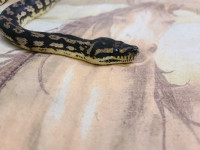Adult Carpet Python
