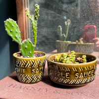 Cactus and Succulent Starts in Vintage Condiment Cups