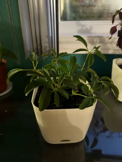 Plants 5$ only , View more