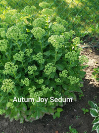 perennial plants in pots / sedum / lily / peony / iris