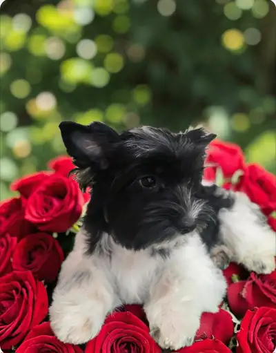 BIEWER TRI-COLOR YORKSHIRE TERRIER FEMALE, View more