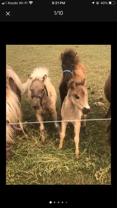 Mini horses, View more