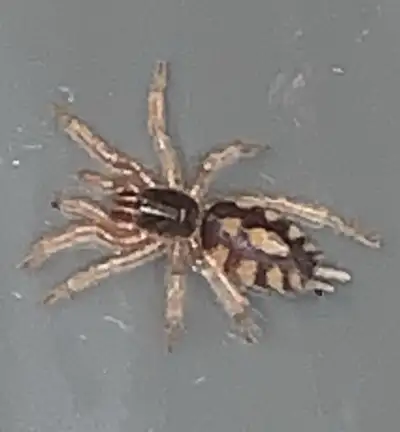 Hapalopus Formosus, View more