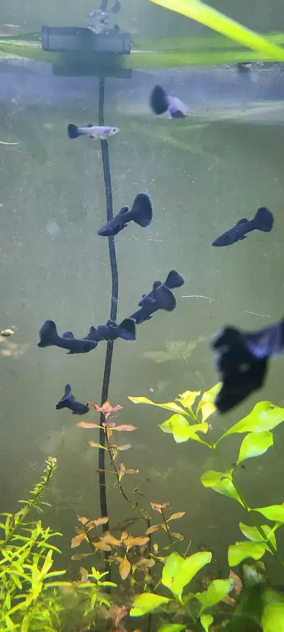 Black Moscow guppies (pairs), View more