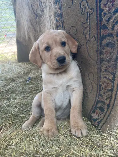 Best FATHERS DAY GIFT! These puppies are so adorable, playful and cuddly!! These puppies will make a...