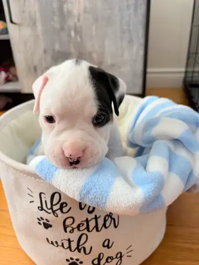boxers chiot, View more