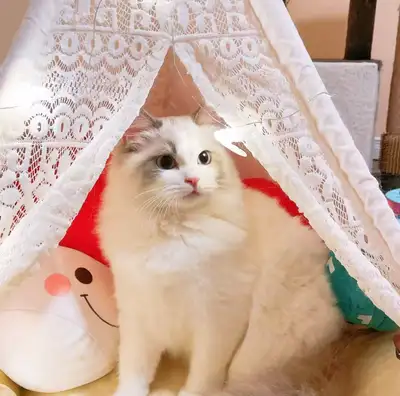 Cute ragdoll cat looking for a new home, View more