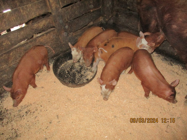 Weaner piglets ready to go mid March, some later in Livestock in Williams Lake - Image 4