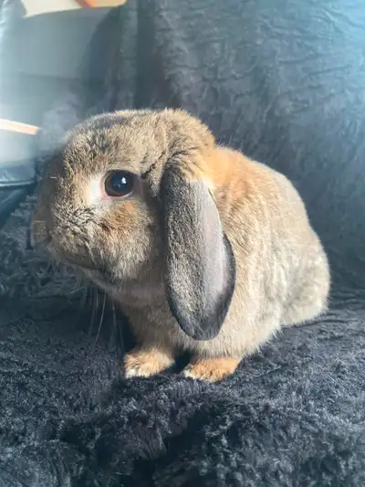 Lop Bunny looking for forever home, View more