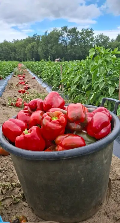 Field-grown crop farm labourer - harvesting, View more