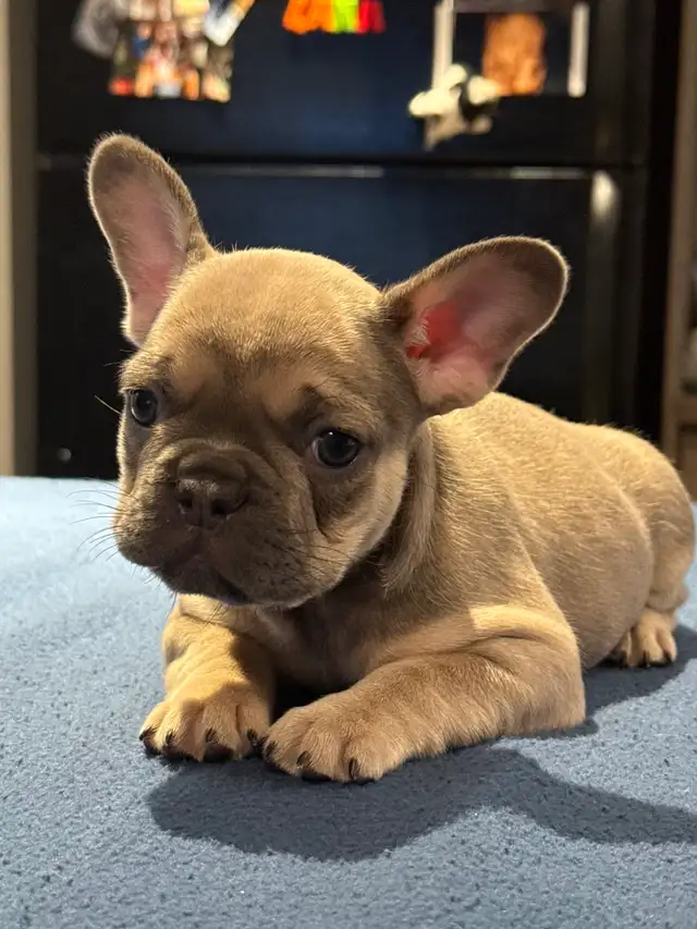 ❤️❤️❤️French Bulldog SWEETHEARTS❤️❤️❤️ in Dogs & Puppies for Rehoming in Calgary - Image 7