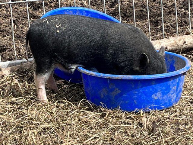 Mixed breed female miniature pig  in Livestock in Ottawa - Image 4