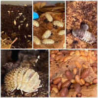 Isopods( Spring Sale) , Fruit Fly Culture, Springtails,